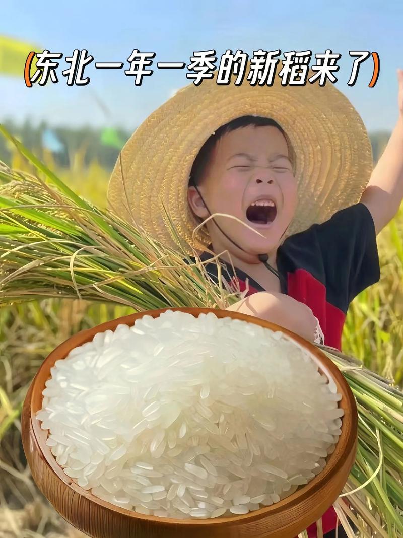 吃货福利!厂家直发东北大米,稳定质量,口